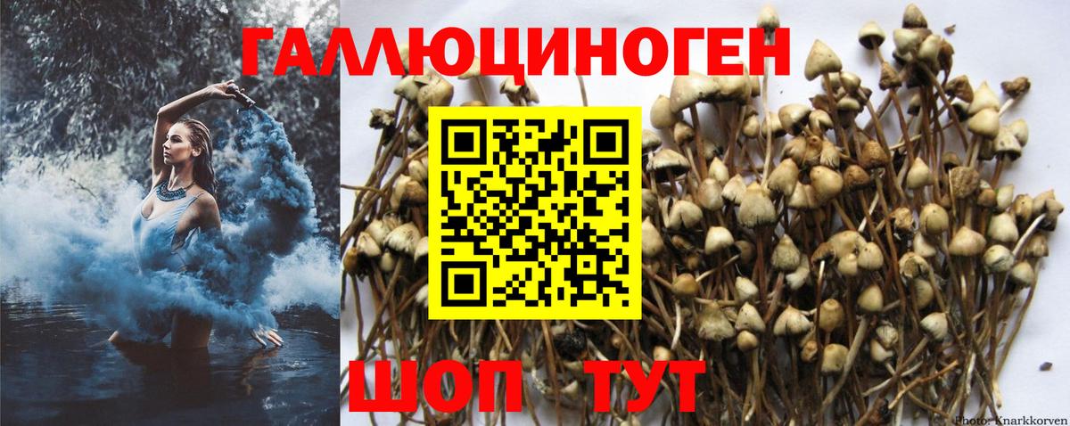 Псилоцибиновые грибы Psilocybe Куйбышев